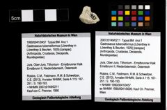 Foto (Objekt + Etiketten) von Gastrosacus tuberosiformus (Lörenthey in Lörenthey & Beurlen, 1929) 